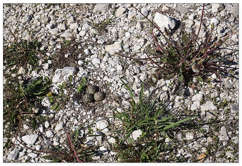 killdeer nest