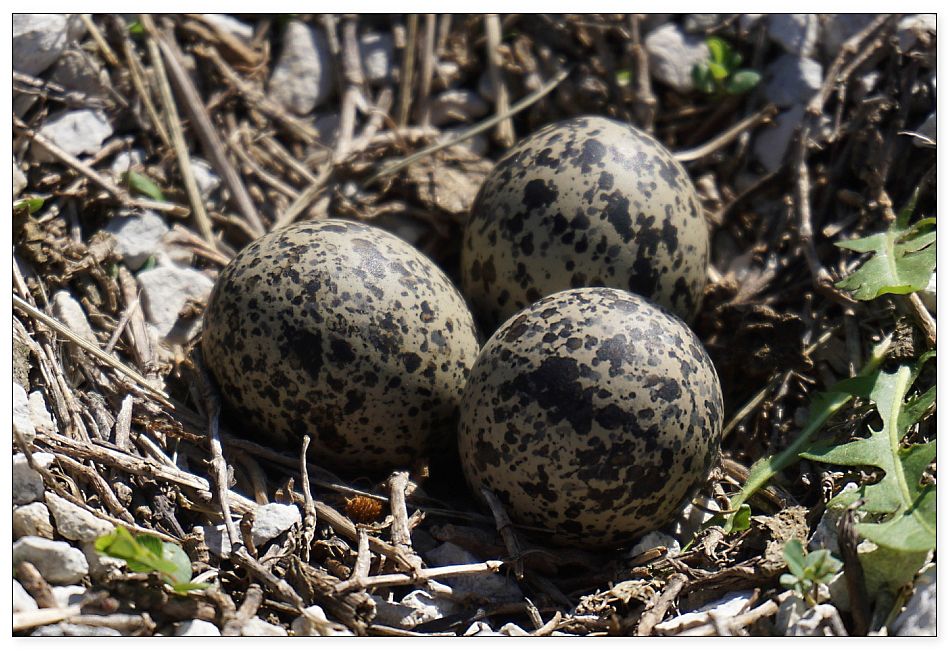 killdeer-eggs